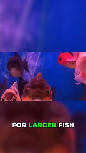 20 Gallon Long The Tank Everyone Overlooks #aquarium #fishtank #beginner