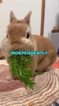 Would a Bunny or Guinea Pig Make a Better Pet? | Pet Debate 🐰🐹