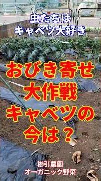 Insects love cabbage #Attracting insects with cabbage #Organic cabbage #Kushibiki Farm #Home gard...