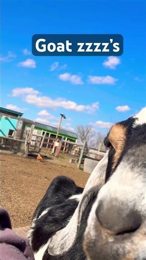 Cutest Goat Snores