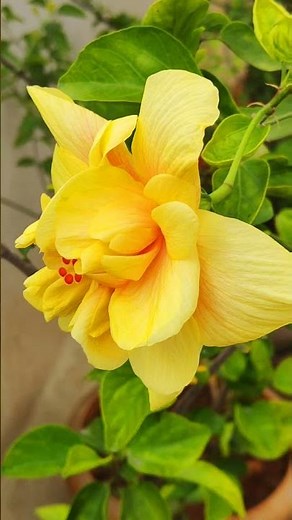 The Incredible Yellow Hibiscus Flower