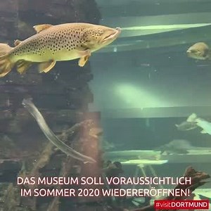 Seit rund fünf Jahren wird das Naturkundemuseum in Dortmund renoviert. Jetzt ziehen endlich die ersten Ausstellungsstücke wieder ein – denn das Museum soll spätestens zur Museumsnacht 2020 wiedereröffnen. In unserem Video bekommst du einen ersten Einblick in die Ausstellungsräume! | MAKE YOUR DAY