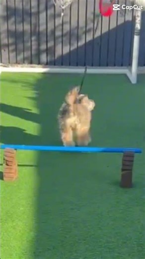 😍 #dog #puppy #cockapoo