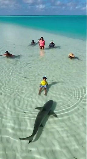 Drone Captures Massive Shark Inches from Swimmers — They Never Saw It #shark