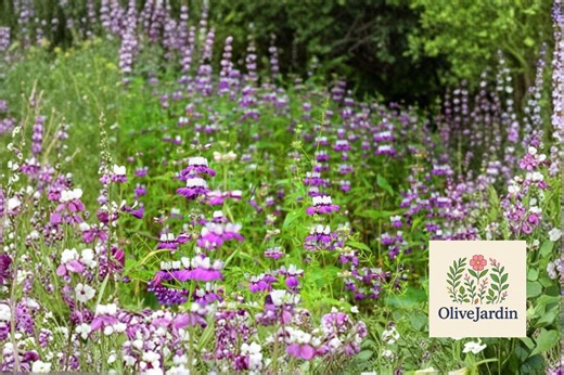 501  Chinese Houses Flower Seeds - Collinsia Heterophylla - Native Wildflower - Annual Blooms - Etsy