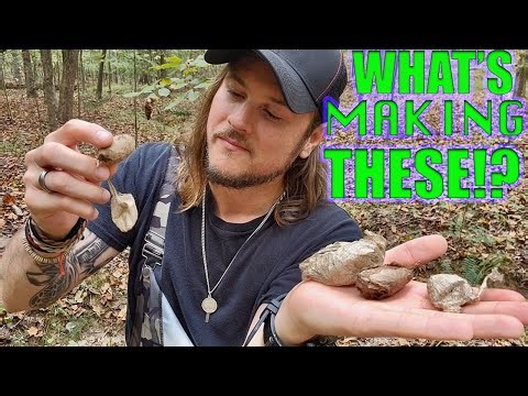 A Guide To Cocoon Identification | Whacked-Out-Nature