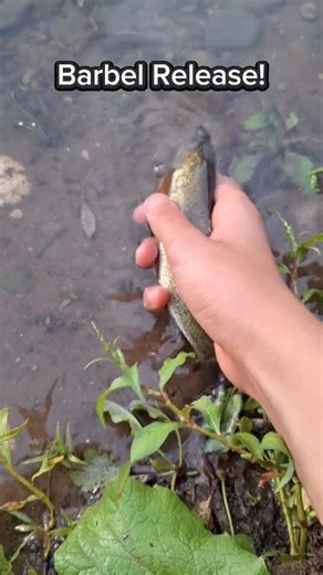 River Barbel Release!Rate Out Of 10In The Comments!