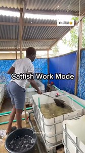 1.7M views · 10K reactions | Les bacs hors sol  #Pisciculture #silure #tilapia #Aquaculture #FishFarming #Aquaponics #FishFarmers #AquacultureInnovation #FishHealth #FishFeed _________________________ Elevage Multi-Sectoriels | Formation en Pisciculture | Facebook