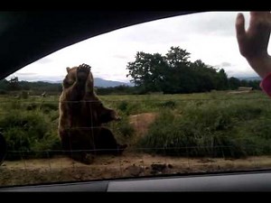 Polite Bear Waves Hello - part 2
