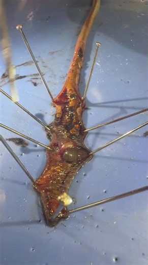 worm dissection C3BCFEB8 B10C 4519 B107 CD9AE6919D9B