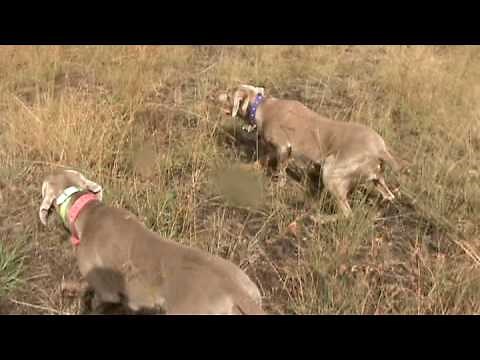 weimaraner quail hunt no 3