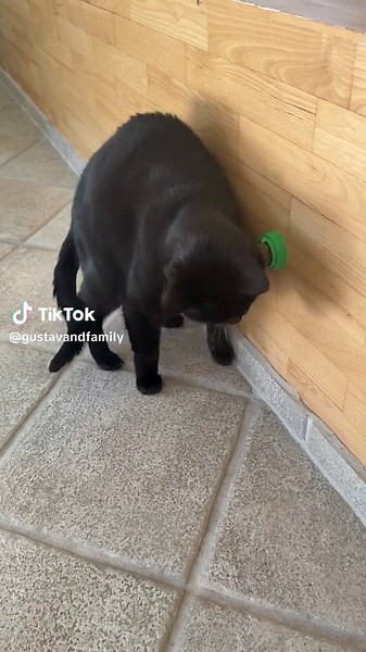 Discover Adorable Cats: Your Ultimate Cat Guide