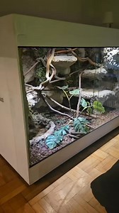 19K views · 213 reactions | #enclosure #terraristik #tigerpython #burmesepython #reptilekeeper #amazing #terrariumbau #reptilesoftiktok #tiktok #tiktokgermany #python #snake #tooltime #work #exoticpets #wow #terrarium #viral #viraltiktok #foryou #4u #schlange #kiss #love #foryoupage #passion #exotic #fy #fypシ #fypageシ | Fabians Reptilienraum | Facebook