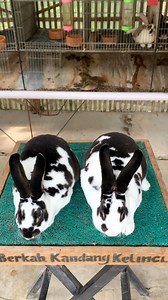 Rabbits Twin 😍 #animals #rabbit #Bunny #petparenting #petadoption | Herman Iryanto