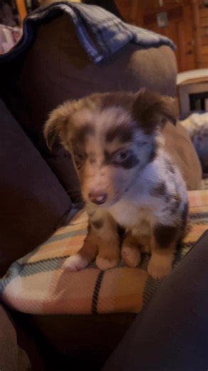 UPDATE: she is now Kali and has gone to her new with a wonderful family Red Merle miniature 👀as 🏡decided not to take her. RTG RE D U C E D since she had 🤑placed Call to speak | Back Creek Toy and Miniature Australian Shepherds