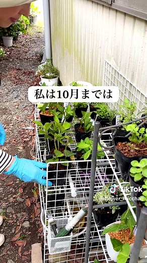 紫陽花の挿し木管理ポイントまとめ