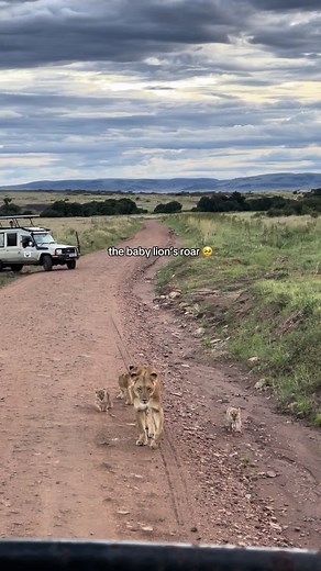 Simba's Heartwarming Roar on Safari