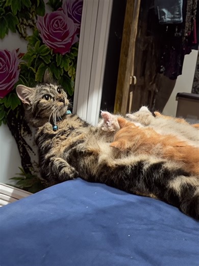 This cat mom is so unreliable it’s funny#cat #funnycat #catlover #funnyvideo #catsoftiktok