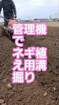 ネギ植え用溝掘り #農業