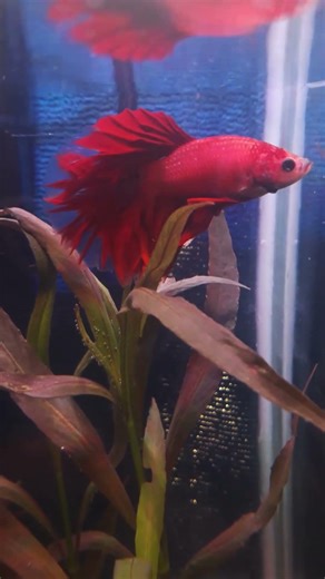 Betta Fish RGB Tank 🐠✨ #Shorts