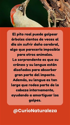 Lo que no sabías de pito real #curionaturaleza #animales #pajaros