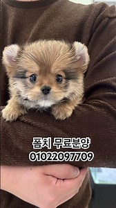 #폼치 #강아지무료분양 #사지말고입양하세요 #입양하세요업데이트 #인천강아지분양 #시흥강아지분양 #부천강아지분양 #김포강아지분양 #광명강아지분양 #구독과좋아요 #알고리즘