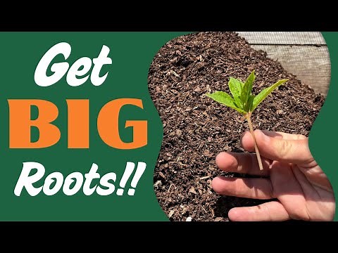 Propagation Perfection!! How to propagate the "Pink Diamond" Paniculata Hydrangea