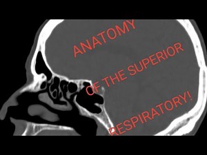 Visceral And Vascular Anatomy -Superior Respiratory Structures