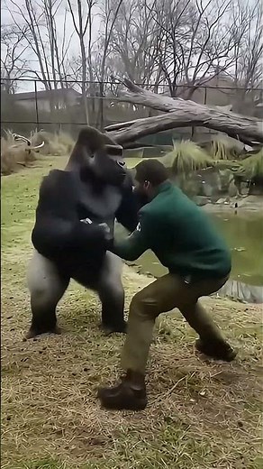 Gorilla vs. Man | Gorilla fighting a zookeeper #epic #battle #animals