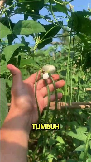 High-Yield Long Bean Farming: Thousands of Plants100% Virus-Free! #backyardgarden #tutorial #fyp