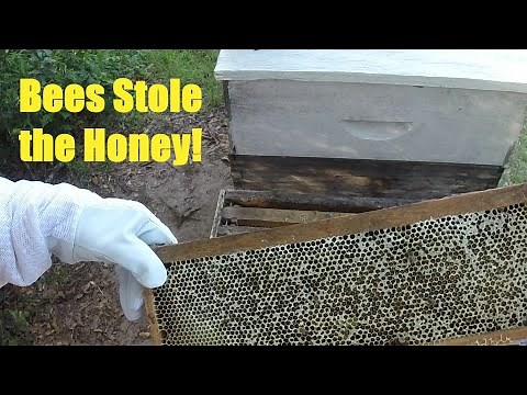 Bees Robbed a Weak Hive