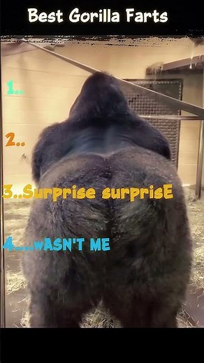 Ranking the Best Gorilla Farts 😂