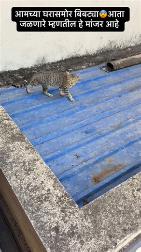 komal galave on Instagram: "जळणारे म्हणतील हे मांजर आहे 🫢"