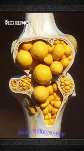 Bone Marrow 🦴 !! #anujradiographer