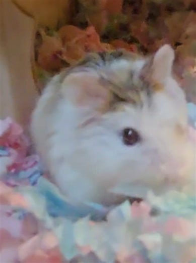 room tour บ้านของน้องสานพันธุ์ โรโบรอฟสกี้ ชื่อ น้อง วินเทอร์ #เทรนด์วันนี้ #hamster #hamsterlovers #โรโบรอบส์กี้แฮมเตอร์ #roborovski