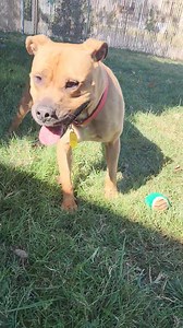 13K views · 1.1K reactions | This handsome beefcake came in as a...