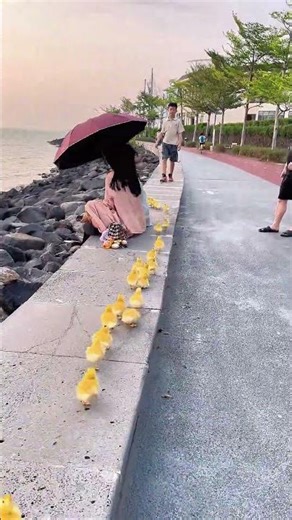 可爱到吓人 这鸭子已经可爱到吓人了！#可爱的小黄鸭 #网红小黄鸭 #鸭司令 #遛鸭子的小男孩