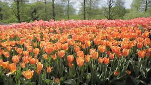 We are one of the 30 gardens here in @AmericasGardenCapital. Now is an incredible time to plan visits to ALL the gardens in our region. Immerse yourself in colorful vistas, delight in vibrant spring blooms, and enjoy acres upon acres of spectacular outdoor space. Most gardens in America's Garden Capital are open and ready to welcome you back safely. See the complete list of gardens and plan your visits today: http://americasgardencapital.org/updates. | Longwood Gardens