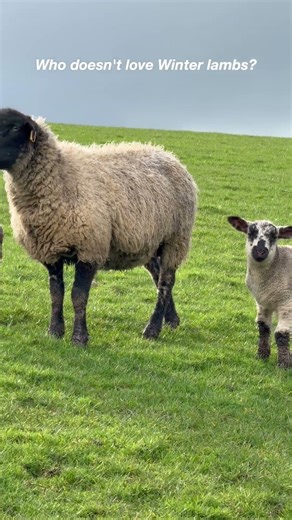 Winter Lambs Baaing in Cornish Field | Peaceful Hike Moment