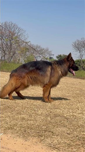 Import Son available for stud 8310548538 #petmarket #dogbreed #ranchi #dog #pets #germanshepherd