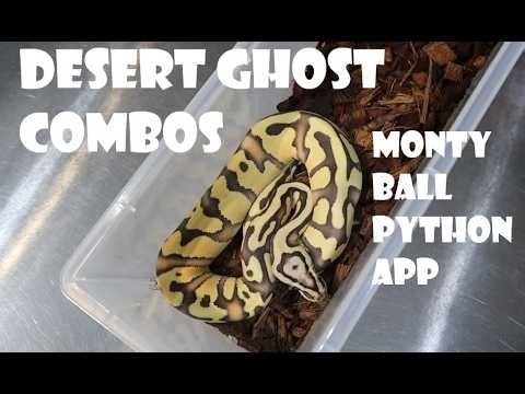 A LOOK AT OUR DESERT GHOST COMBOS PLUS A LOOK AT THE MONTY BALL PYTHON APP FROM MORPH COMBAT