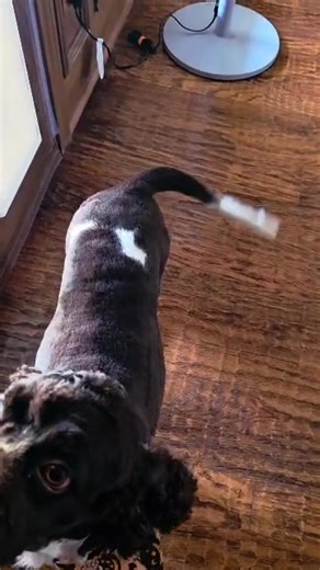 Elvis, the sweetest goober is looking for his forever home and wondering when it will be his turn to be asked to the dance? Check out this irresistible kissable goofy boy who is looking for a fun active adopter. Elvis, is a stunning young cocker spaniel mix, located in Dallas, Texas. Check out his bio at: CampCocker.com/dog/elvis-2025 Be sure to read the adoption process at: CampCocker.com/adoption-process Camp Cocker Rescue adopts out all over the U.S. mainland. All adopters, no matter where th