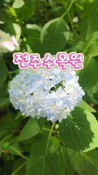 #전주수목원 #한국도로공사 #수국시즌 #장미정원 #계절별꽃정원 #입장료무료