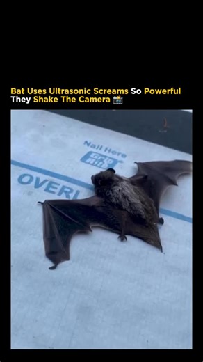 Business • Success • Advice on Instagram: "Hit That Follow Button And Be The First To See What's New 💫💯"