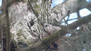 A dove is resting on its eggs in a nest in a tree.