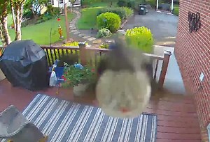 Hummingbird hello! Video clip from Jim Carpenter in Albemarle County, Virginia. Hummingbirds will be migrating back south through the month of September. Continue to feed them. | Josh Fitzpatrick