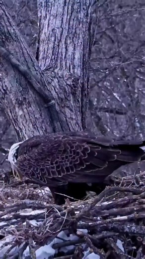 "Get out of my nest!" This week Mr. North was sighted evicting UM after several territory battles, but went missing again after being sighted with a possible foot injury. It's unknown if he'll return. | explore.org