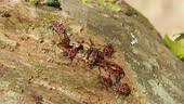 Mating of the firebug, Pyrrhocoris apterus on the ground