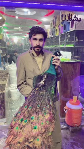 peacock lover beautiful #foruyou #fyp #viralvideosofficial