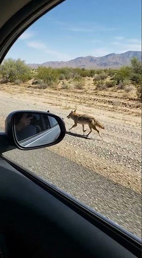 Coyote Chases Roadrunner At CRAZY Speed!! 🤯😲 Roadrunner is FAST! #coyote #roadrunner #wildlif